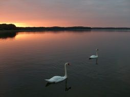 landscape of swimming swans on lake