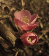 pink tender japanese quince