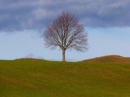 beautiful and delightful individually tree