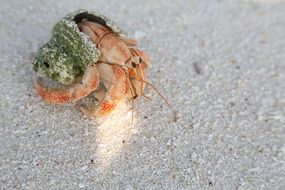 crab on the Bangaram island