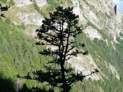 Tree grows on the mountain