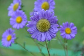 Yellow flowers with the purple petals