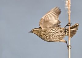 metal figurine of a bird in flight