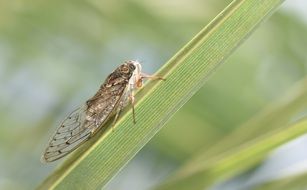 cicada on a green grass