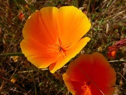 bright orange wild flower closeup