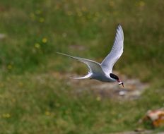 common tern caught a fish