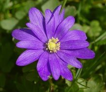 purple anemone flower with green leaves