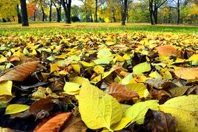 yellow autumn leaves fall season