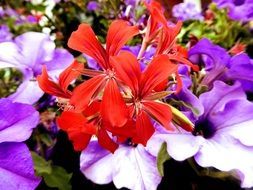 variety of geranium red floral