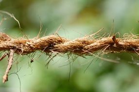 macro photo of rope dew
