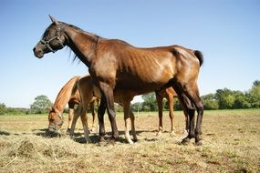 horses in the countryside