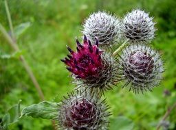 bright bloom of a thistle
