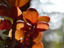 macro photo of succulent plant at the back light