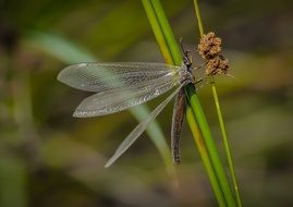 Macro photo of dragonfly