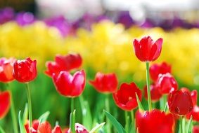 red tulips flower field scene