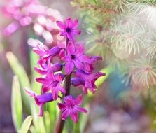 hyacinth pink flowers in the sun