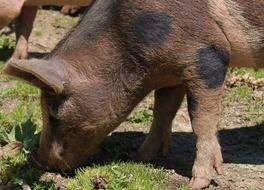 pig in the wildlife