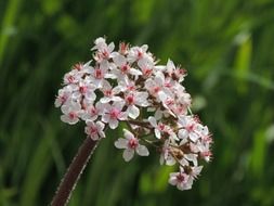 small pink flowers on a plant