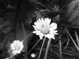 black and white photo of two daisies