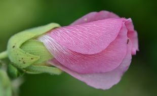 bud of a plant in a flower garden
