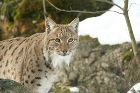 red lynx in wild