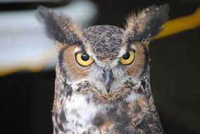 Owl with orange eyes in the wild