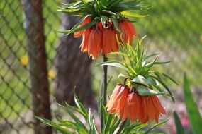 plant like the royal crown