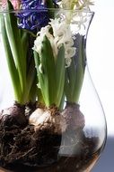 Beautiful colorful hyacinth flowers with onions