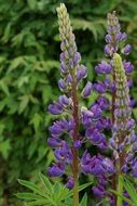 purple buds flowers plant on a blurred background