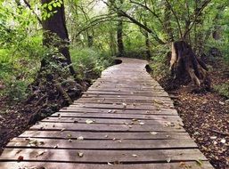 Wooden track in the forest