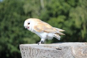 Beautiful cute Silver Gold Wild Bird