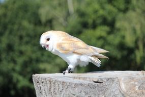 Beautiful cute Silver Gold Wild Bird