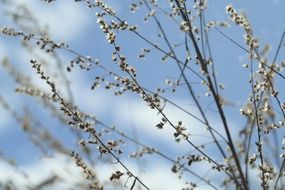 plant against a blue cloudy sky