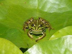 closeup photo of frog on a green water lily