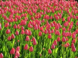 A lot of the pink tulips