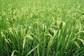 field with green rice plants