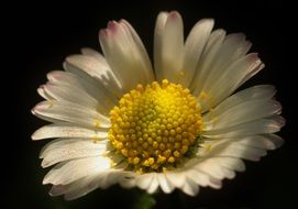 Beautiful and yellow daisy flower blooms