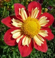 red summer flower with yellow heart close up