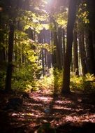 mystic forest sunbeam glade autumn nature