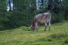 incomparable cow