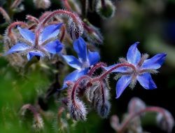 Blue flowers in botanical garden