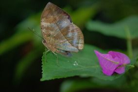 butterfly animal green