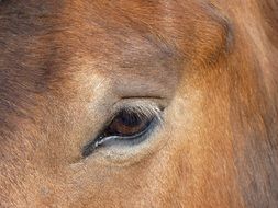 brown eyes of farm horse