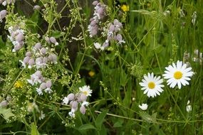 mixed wild flowers on a meadow