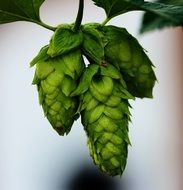 green hop plant