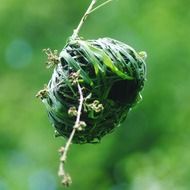 delightful nest birds