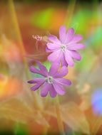 delightful pink plant