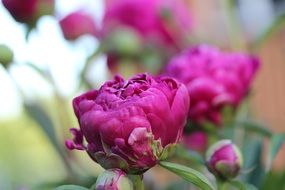 magnificent peony blossom