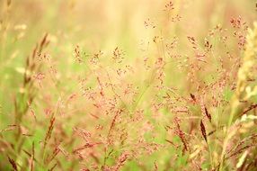 Beautiful colorful grass on the field