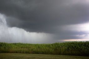 rain clouds over trees